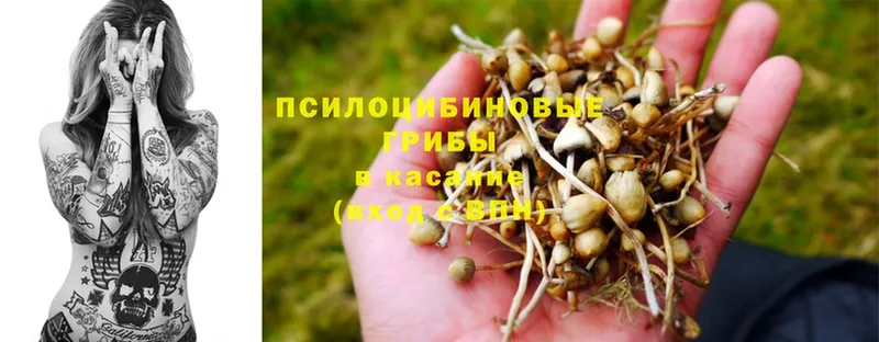 Галлюциногенные грибы Psilocybine cubensis  Отрадная 